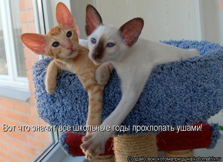 Котоматрица: Вот что значит все школьные годы прохлопать ушами!