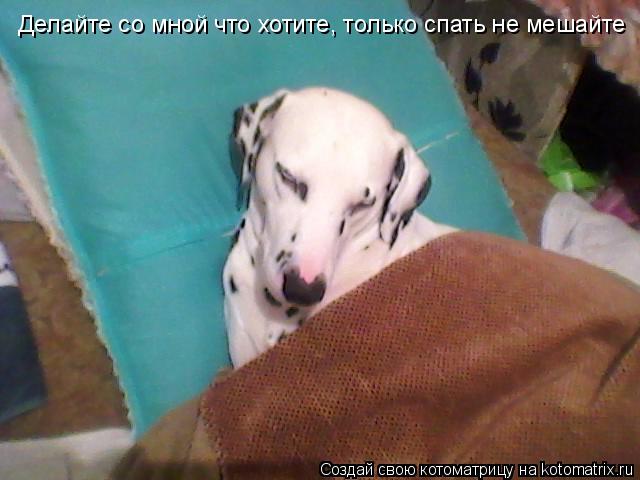 Котоматрица: Делайте со мной что хотите, только спать не мешайте