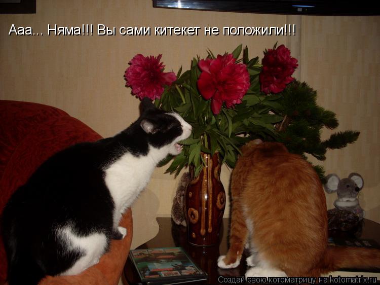 Котоматрица: Ааа... Няма!!! Вы сами китекет не положили!!!
