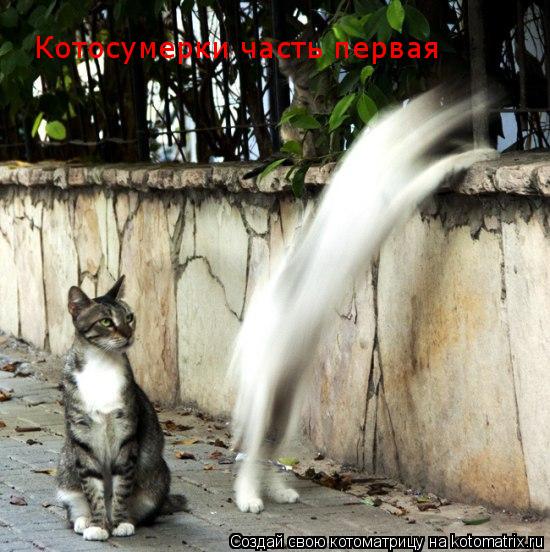 Котоматрица: Котосумерки часть первая