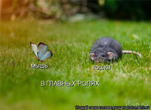 Котоматрица: мышь кошка В ГЛАВНЫХ РОЛЯХ