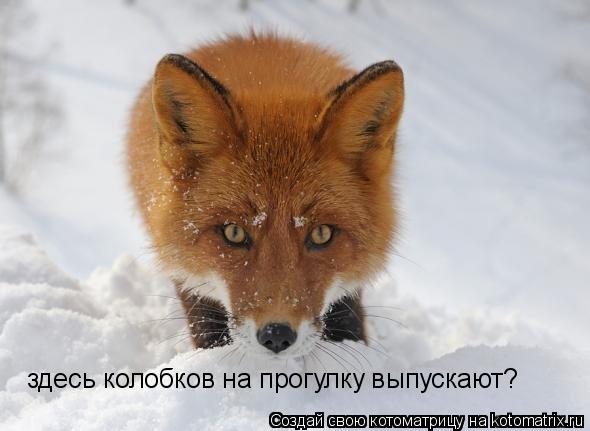 Котоматрица: здесь колобков на прогулку выпускают?
