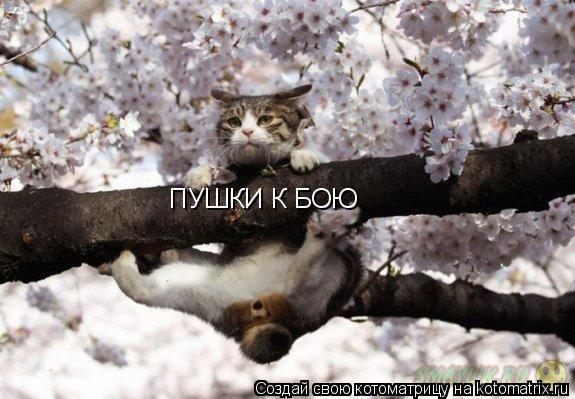 Котоматрица: ПУШКИ К БОЮ