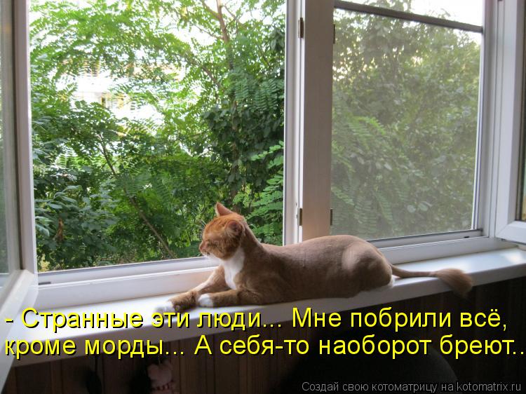 - Странные эти люди... Мне побрили всё, кроме морды... А себя-то наоборот бреют...... Котоматрица: - Странные эти люди... Мне побрили всё, кроме морды... А себя-то наоборот бреют...