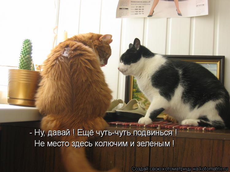 Котоматрица: Не место здесь колючим и зеленым ! - Ну, давай ! Ещё чуть-чуть подвинься !