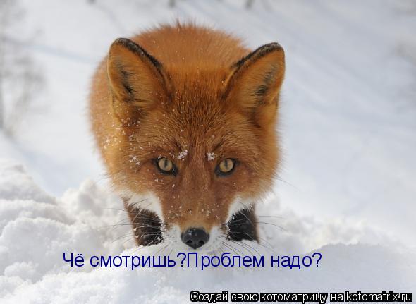 Котоматрица: Чё смотришь?Проблем надо?