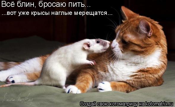 Котоматрица: Всё блин, бросаю пить... ...вот уже крысы наглые мерещатся...