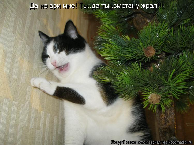 Котоматрица: Да не ври мне! Ты..да ты..сметану жрал!!!
