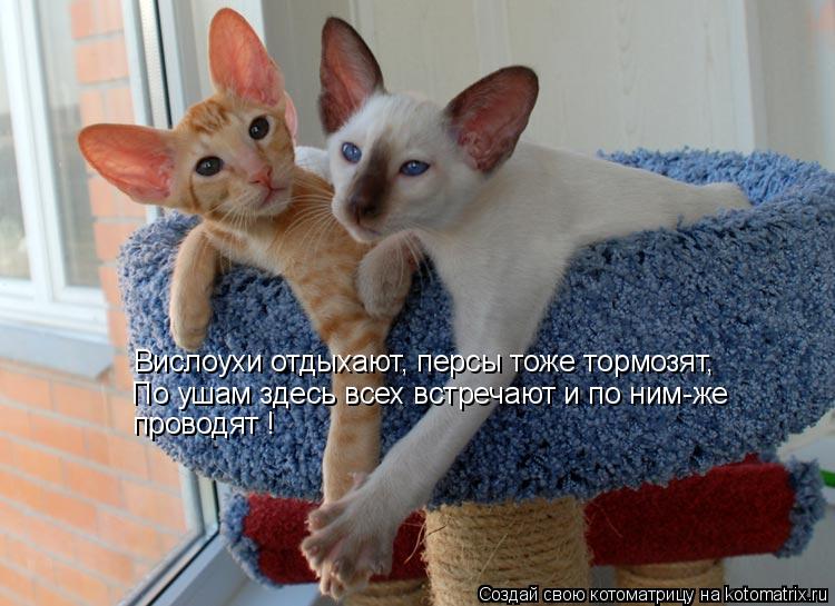 Котоматрица: Вислоухи отдыхают, персы тоже тормозят, По ушам здесь всех встречают и по ним-же проводят !
