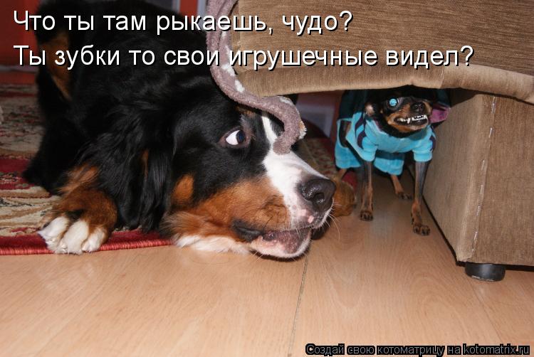 Котоматрица: Что ты там рыкаешь, чудо? Ты зубки то свои игрушечные видел?