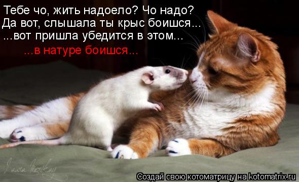 Котоматрица: Тебе чо, жить надоело? Чо надо? Да вот, слышала ты крыс боишся... ...вот пришла убедится в этом... ...в натуре боишся...