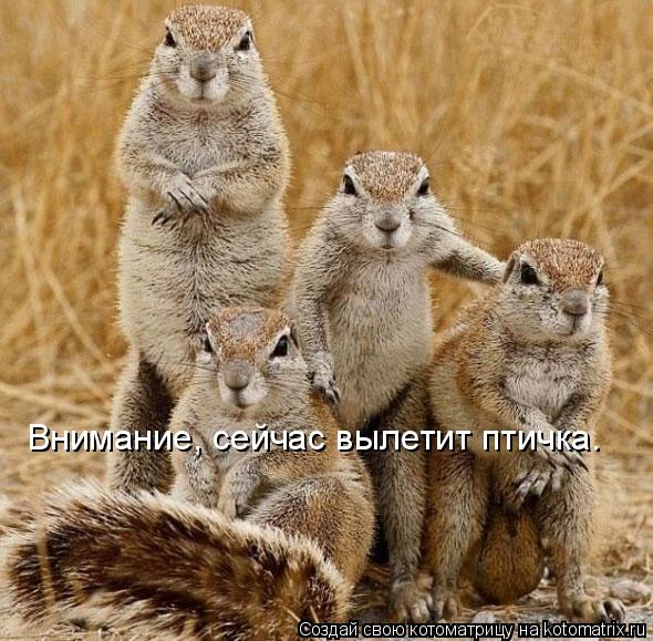 Котоматрица: Внимание, сейчас вылетит птичка.