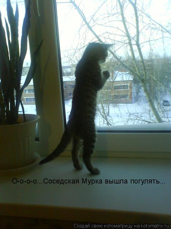 Котоматрица: О-о-о-о...Соседская Мурка вышла погулять...