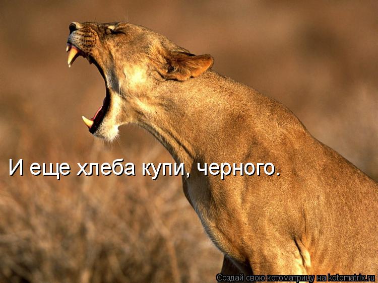 Котоматрица: И еще хлеба купи, черного.