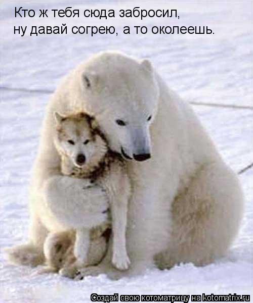 Котоматрица: Кто ж тебя сюда забросил, ну давай согрею, а то околеешь.