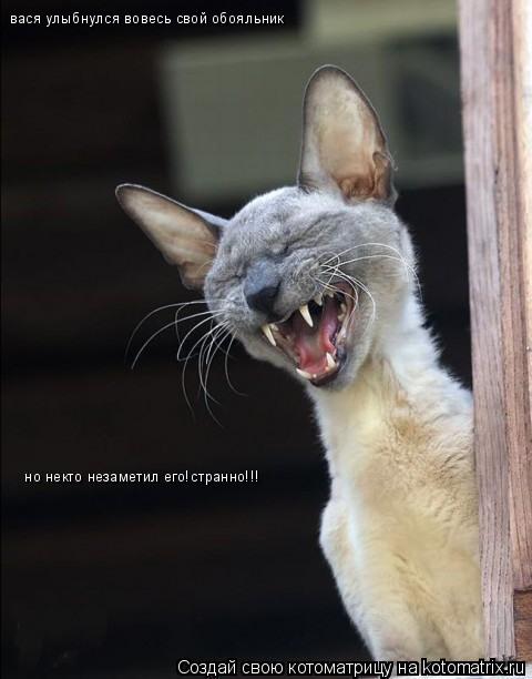 Котоматрица: но некто незаметил его!странно!!! вася улыбнулся вовесь свой обояльник