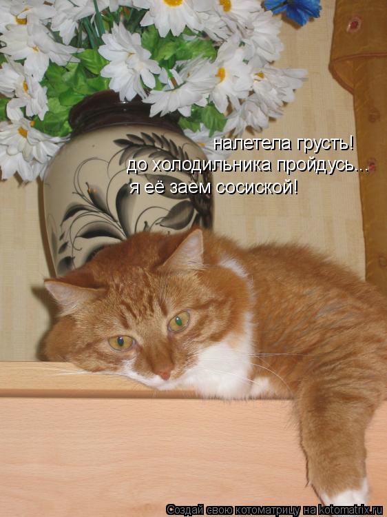 Котоматрица: налетела грусть! до холодильника пройдусь... я её заем сосиской!