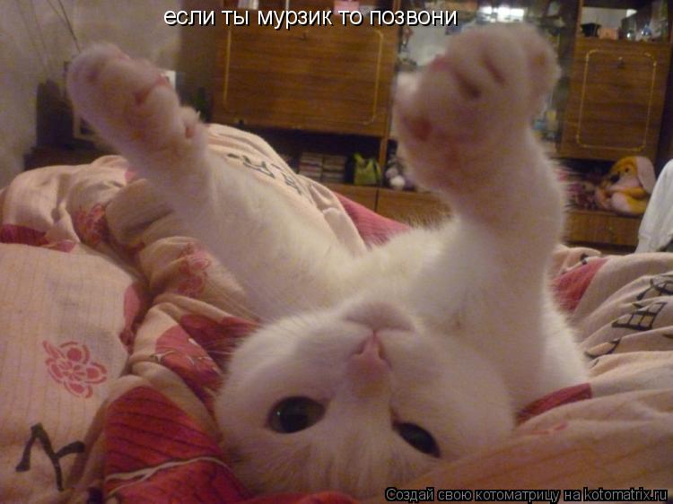Котоматрица: если ты мурзик то позвони
