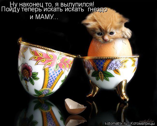 Котоматрица: Ну наконец то, я вылупился! Пойду теперь искать искать  гнездо и МАМУ...