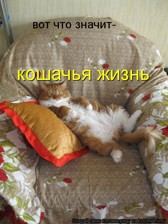 Котоматрица: вот что значит- кошачья жизнь