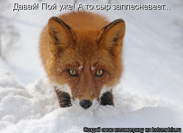 Котоматрица: Давай! Пой уже! А то сыр заплесневеет...