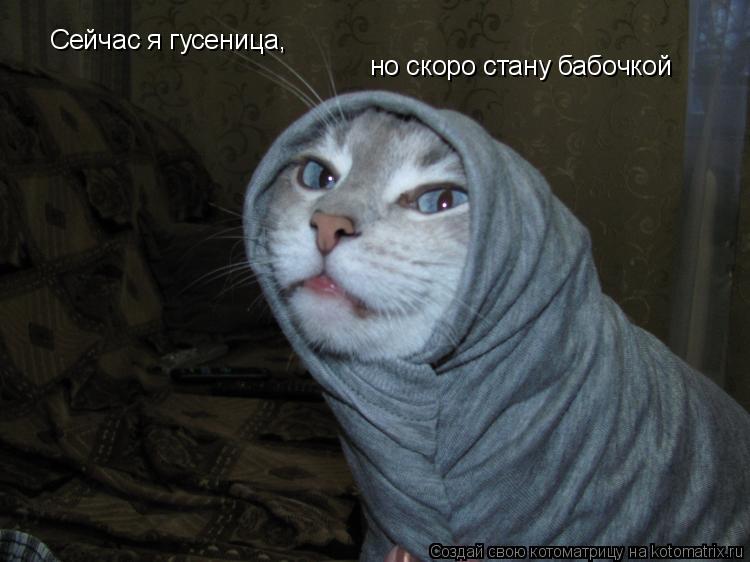 Котоматрица: Сейчас я гусеница,  но скоро стану бабочкой