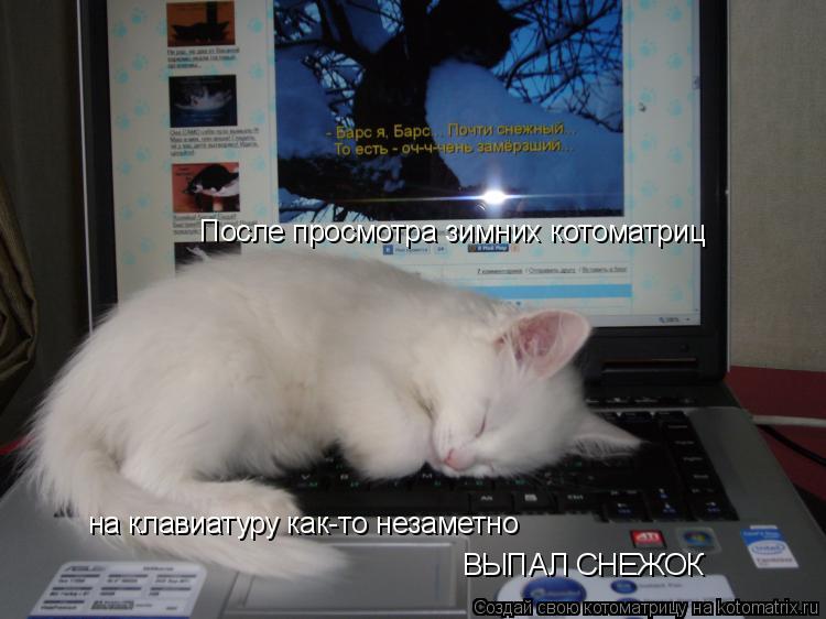 Котоматрица: После просмотра зимних котоматриц на клавиатуру как-то незаметно ВЫПАЛ СНЕЖОК