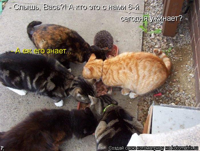 Котоматрица: - Слышь, Вась?! А кто это с нами 6-й  сегодня ужинает? - А еж его знает...