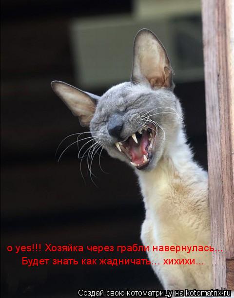Котоматрица: o yes!!! Хозяйка через грабли навернулась... Будет знать как жадничать... хихихи...