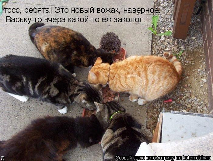 Котоматрица: тссс, ребята! Это новый вожак, наверное.  Ваську-то вчера какой-то ёж заколол...