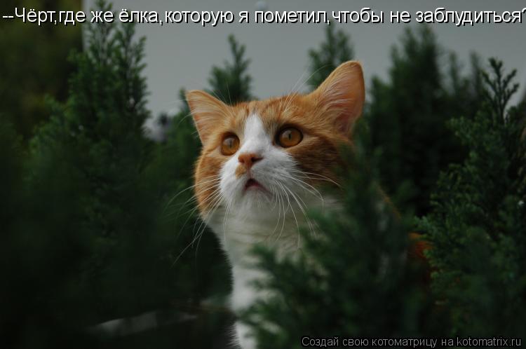 Котоматрица: --Чёрт,где же ёлка,которую я пометил,чтобы не заблудиться?