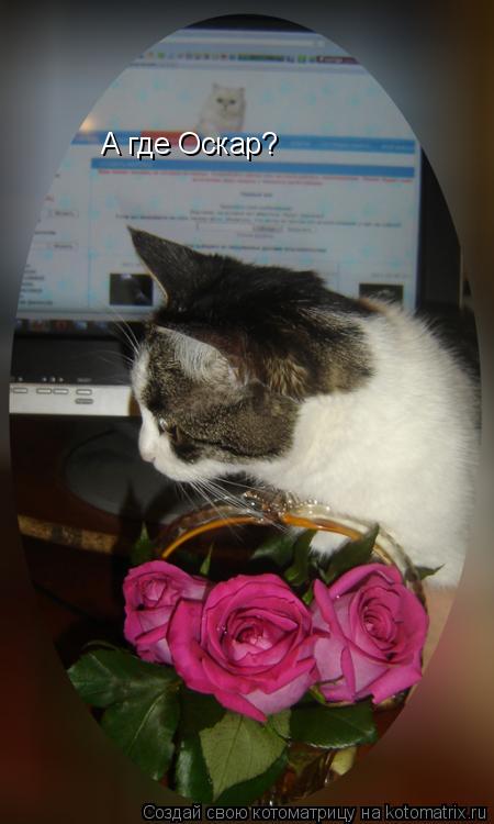 Котоматрица: А где Оскар?