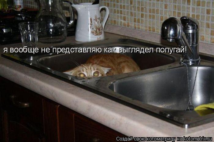 Котоматрица: я вообще не представляю как выглядел попугай!