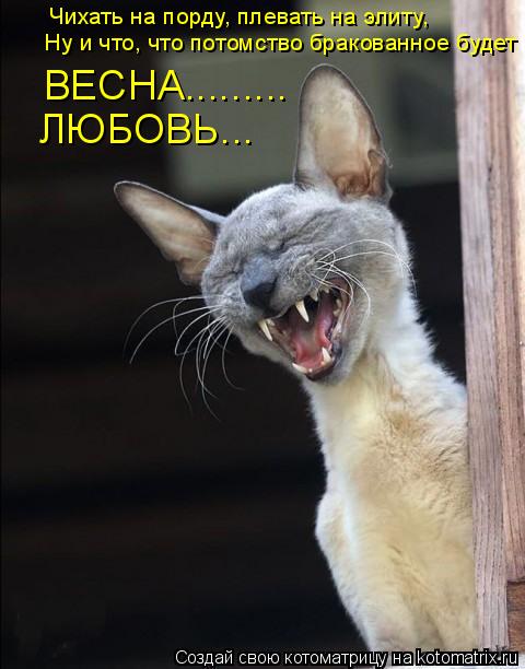 Котоматрица: Чихать на порду, плевать на элиту, Ну и что, что потомство бракованное будет ВЕСНА......... ЛЮБОВЬ...