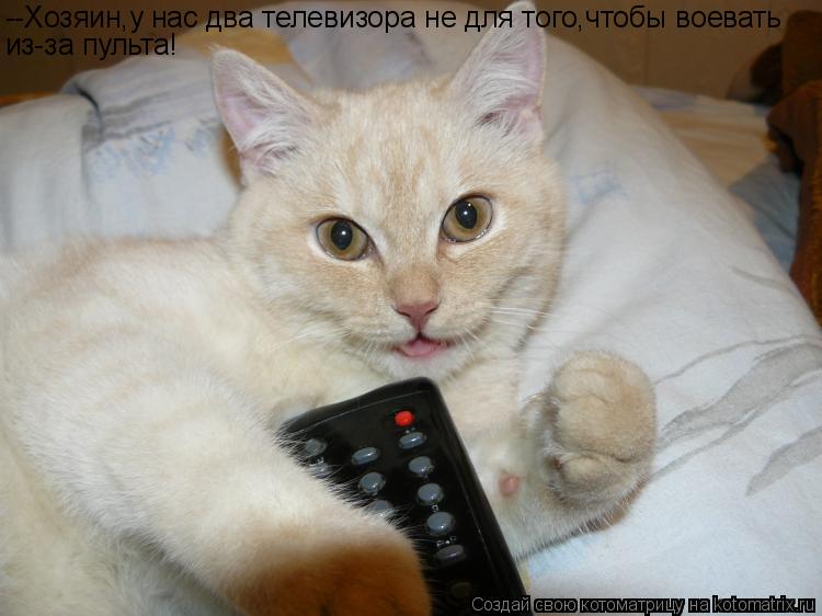 Котоматрица: --Хозяин,у нас два телевизора не для того,чтобы воевать из-за пульта!