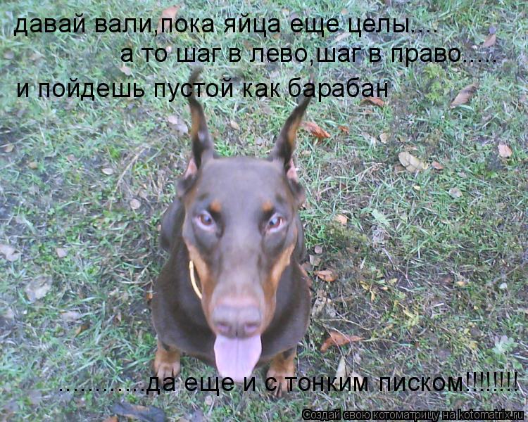 Котоматрица: давай вали,пока яйца еще целы.... а то шаг в лево,шаг в право..... и пойдешь пустой как барабан ............да еще и с тонким писком!!!!!!!!