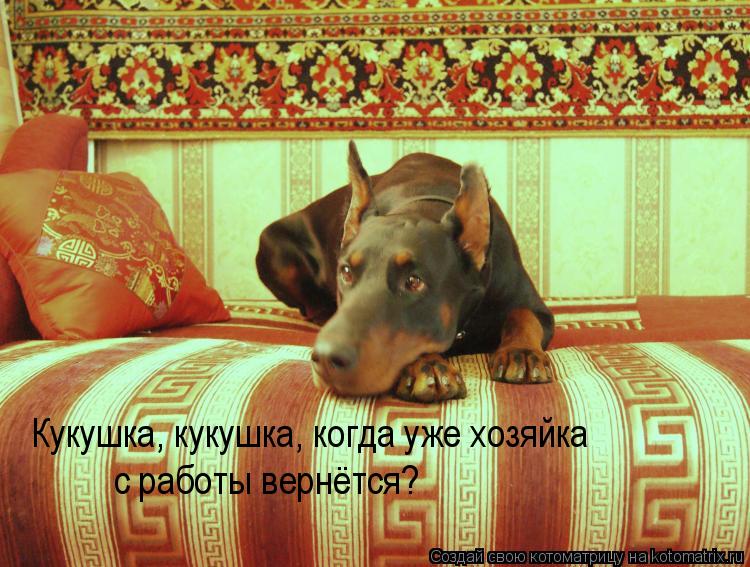 Котоматрица: Кукушка, кукушка, когда уже хозяйка  с работы вернётся?