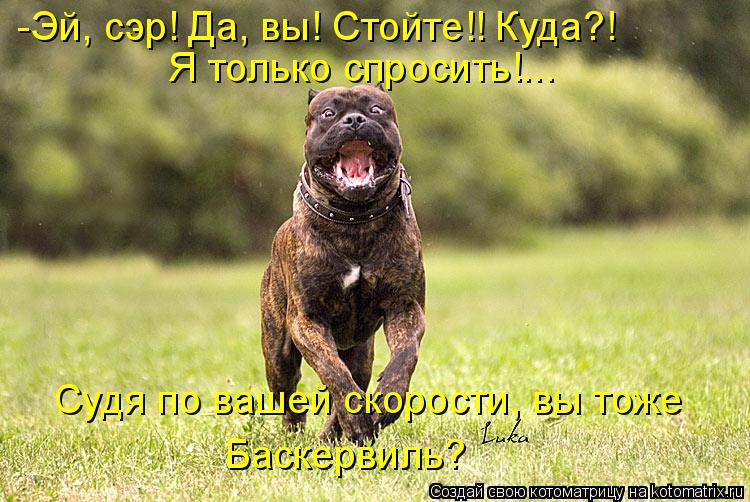 Котоматрица: -Эй, сэр! Да, вы! Стойте!! Куда?! Я только спросить!... Судя по вашей скорости, вы тоже Баскервиль?