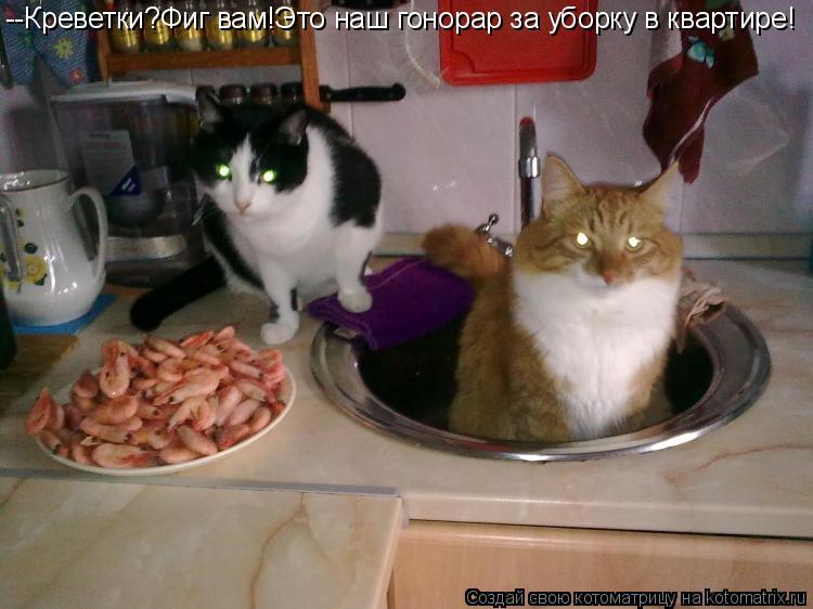 Котоматрица: --Креветки?Фиг вам!Это наш гонорар за уборку в квартире!