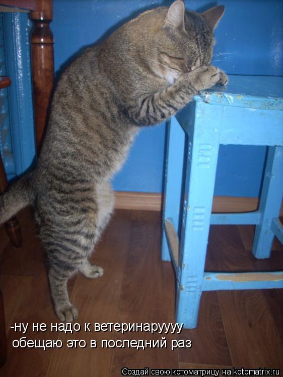 Котоматрица: -ну не надо к ветеринаруууу  обещаю это в последний раз