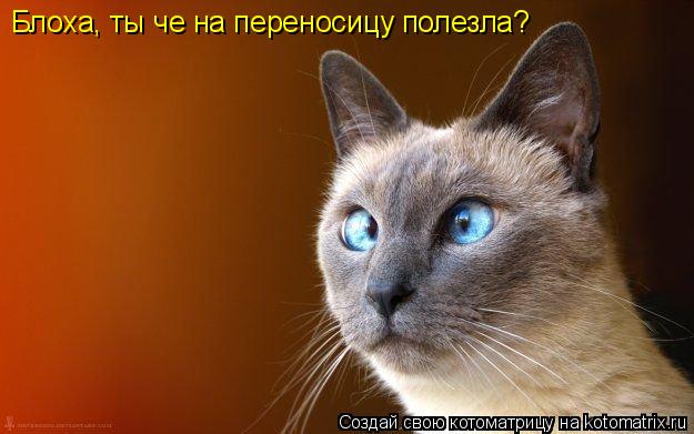 Котоматрица: Блоха, ты че на переносицу полезла?