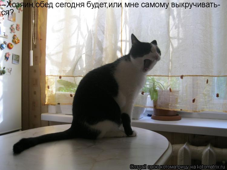 Котоматрица: --Хозяин,обед сегодня будет,или мне самому выкручивать- ся?