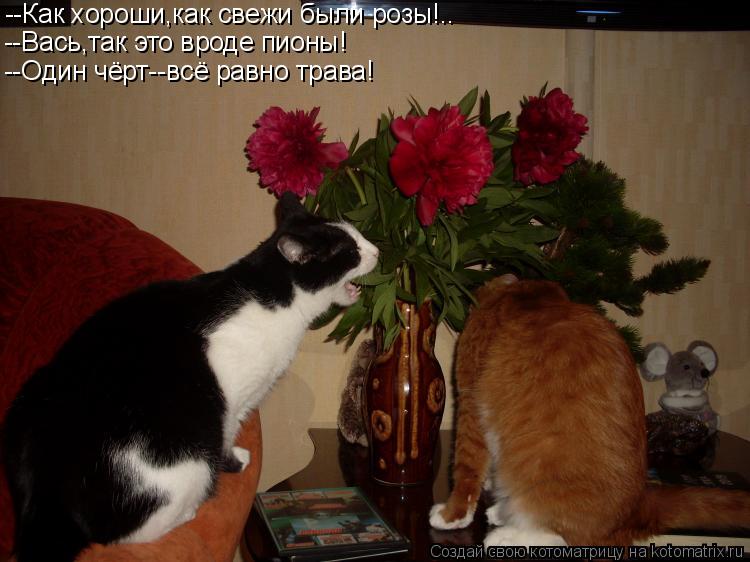 Котоматрица: --Как хороши,как свежи были розы!.. --Вась,так это вроде пионы! --Один чёрт--всё равно трава!