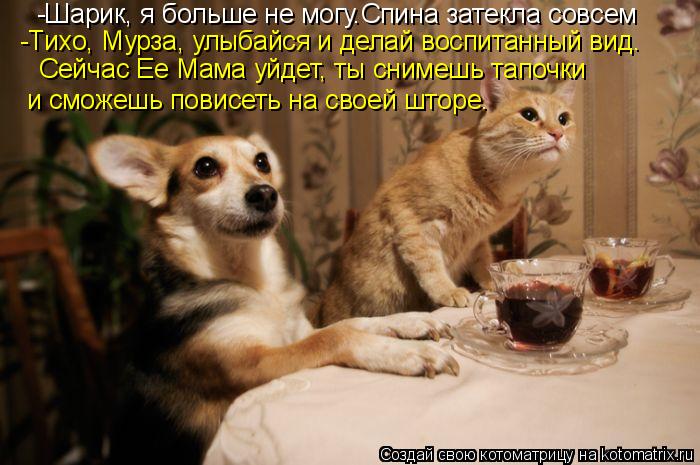 Котоматрица: -Шарик, я больше не могу.Спина затекла совсем и сможешь повисеть на своей шторе. -Тихо, Мурза, улыбайся и делай воспитанный вид. Сейчас Ее Мам