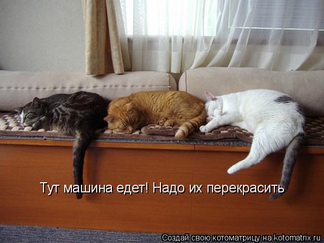 Котоматрица: Тут машина едет! Тут машина едет! Надо их перекрасить