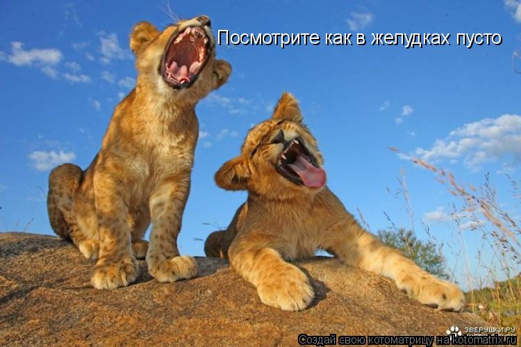 Котоматрица: Посмотрите как в желудках пусто
