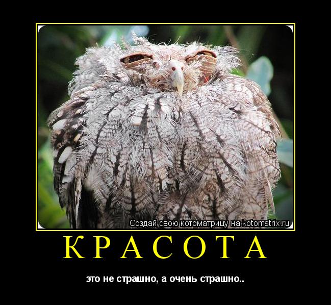 Котоматрица: красота это не страшно, а очень страшно..