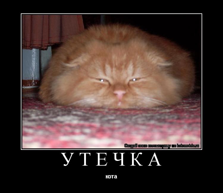 Утечка кота... Котоматрица: Утечка кота