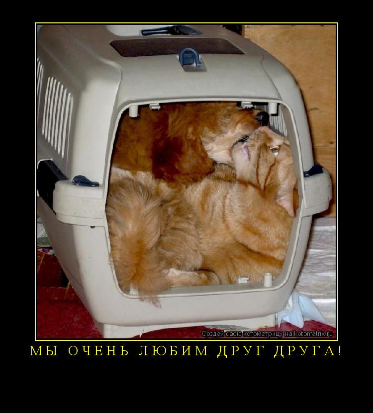 Мы очень любим друг друга! ... Котоматрица: Мы очень любим друг друга!