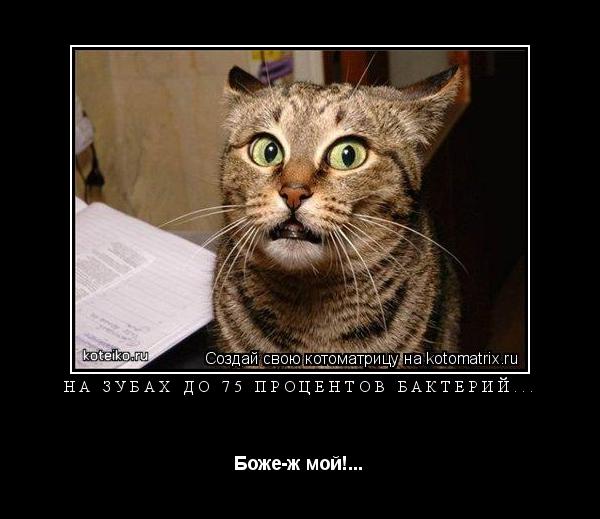 Котоматрица: На зубах до 75 процентов бактерий... Боже-ж мой!...